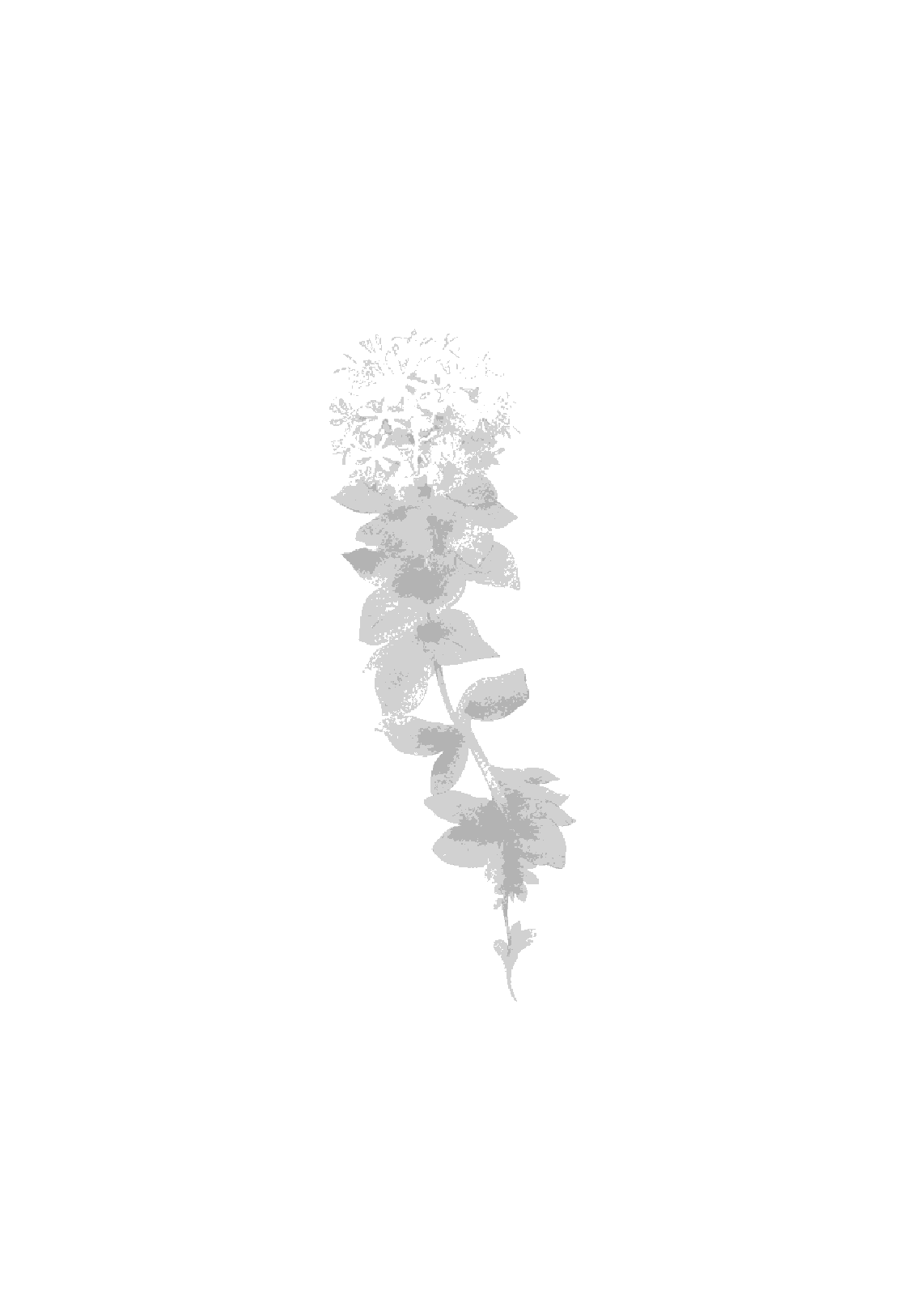 Fragment „Różeniec górski - złoty korzeń” — strona 18 z 30