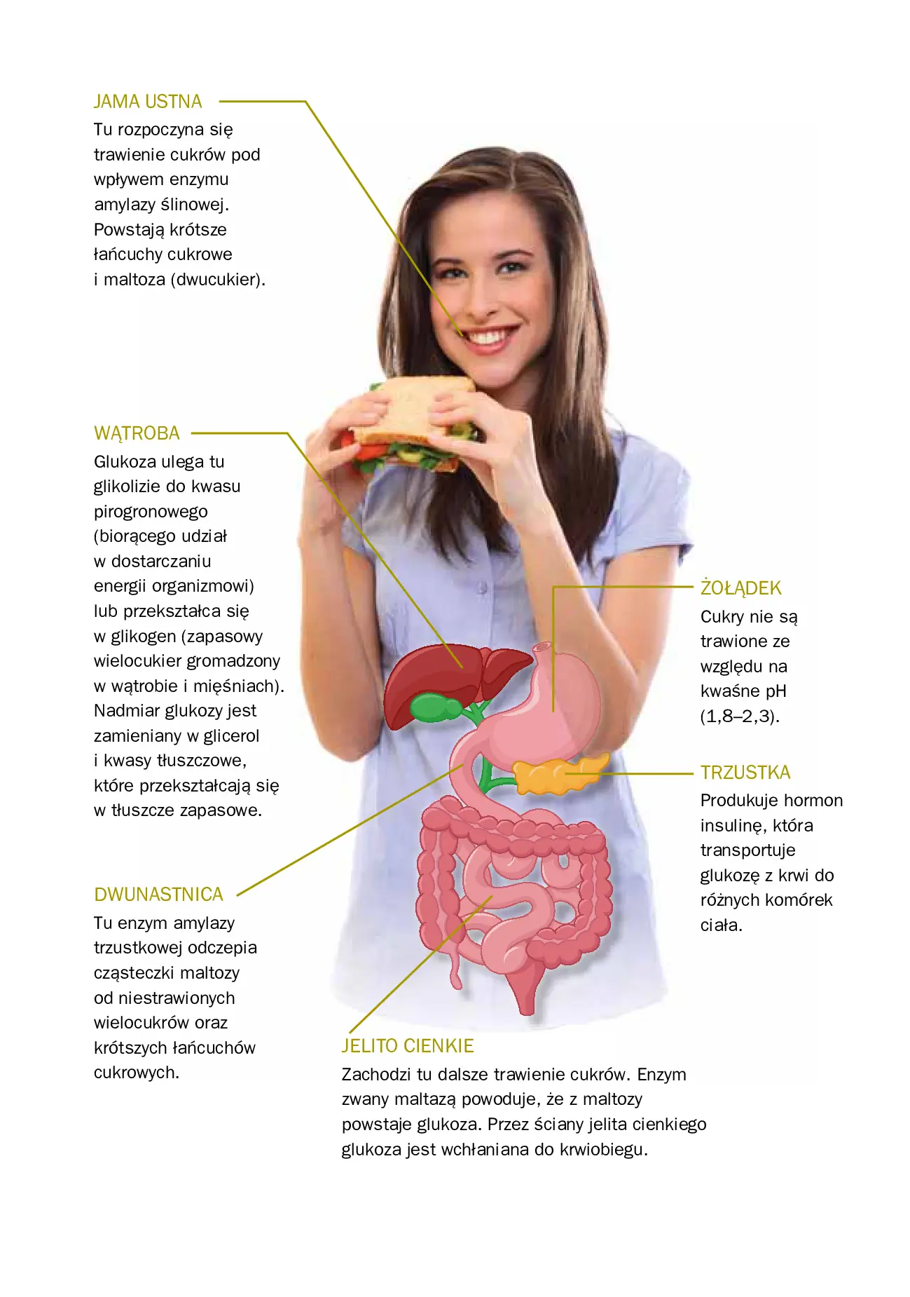 Fragment „Insulinooporność. Dieta dla zdrowia” — strona 15 z 19