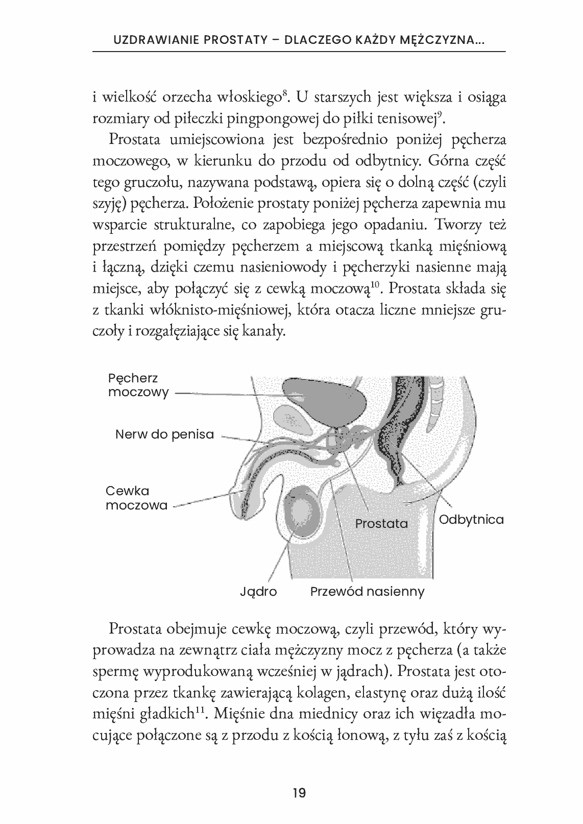 Fragment „Zdrowa prostata” — strona 16 z 26