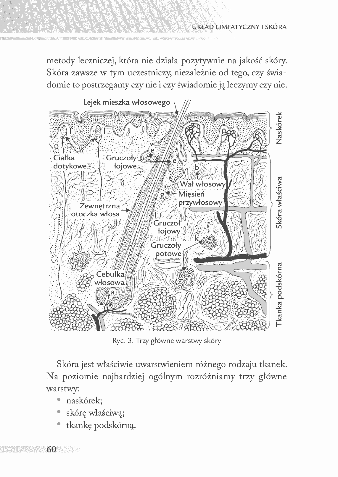Fragment „Medycyna holistyczna. Tom XII Układ limfatyczny i skóra” — strona 8 z 23