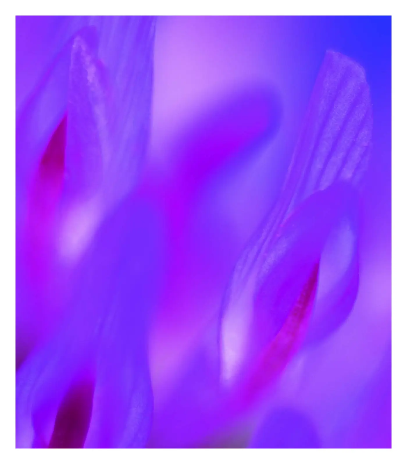 Fragment „Blisko, coraz bliżej. Od fotografii zbliżeniowej do mikrofotografii” — strona 16 z 30