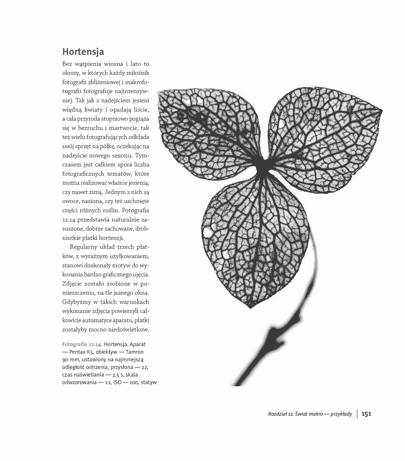 Fragment „Blisko, coraz bliżej. Od fotografii zbliżeniowej do mikrofotografii” — strona 21 z 30