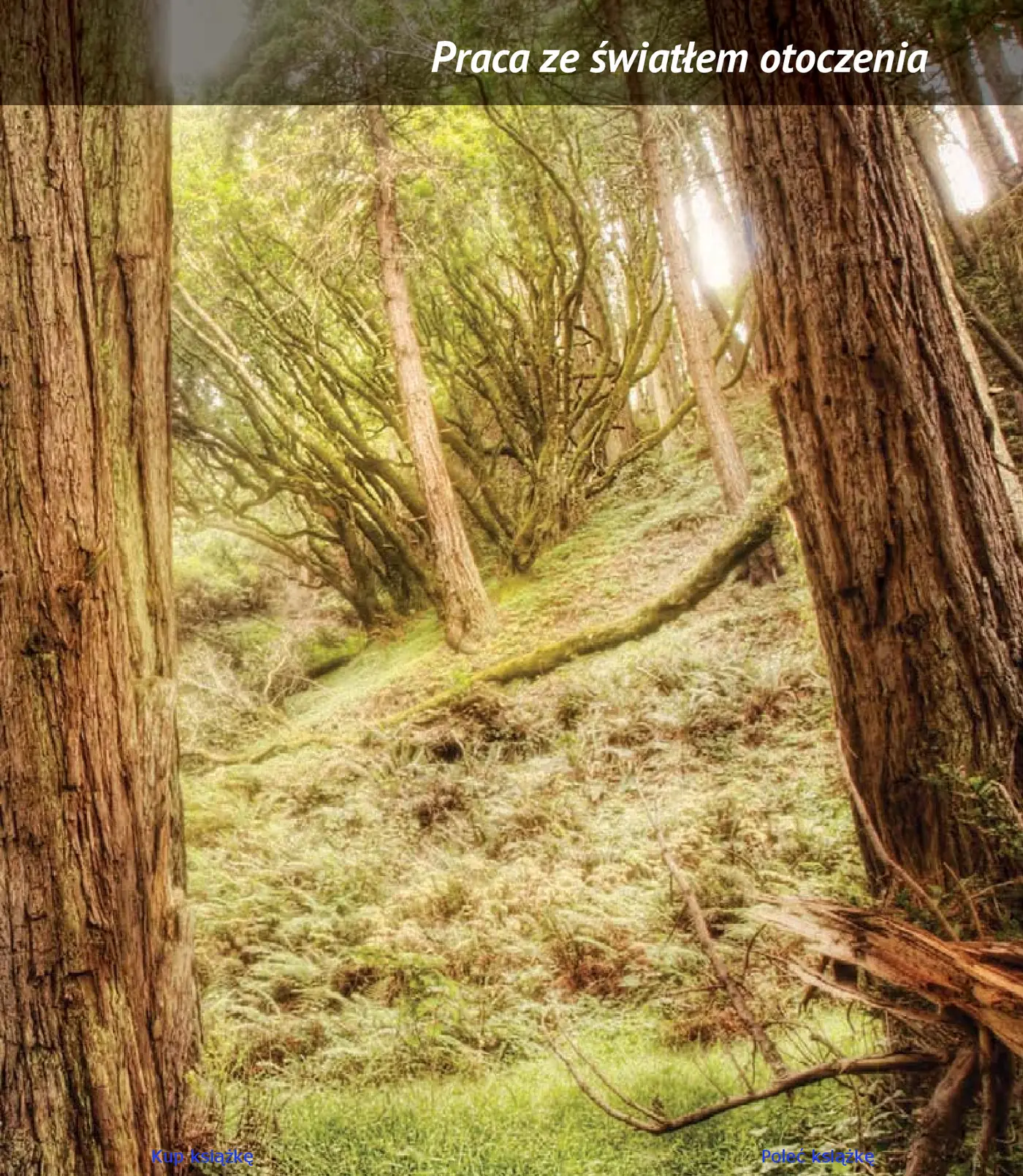 Fragment „Oświetlenie. Kreatywna fotografia” — strona 5 z 30